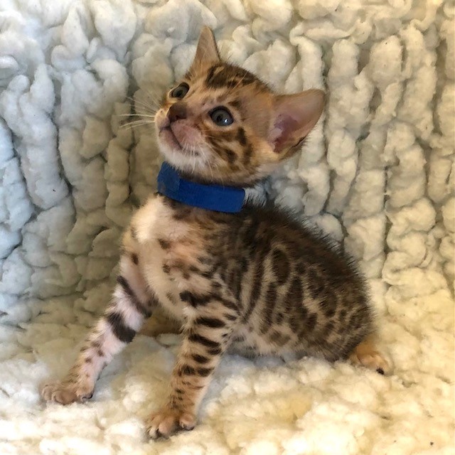 Bengal Kittens For Sale Nevaeh Bengals